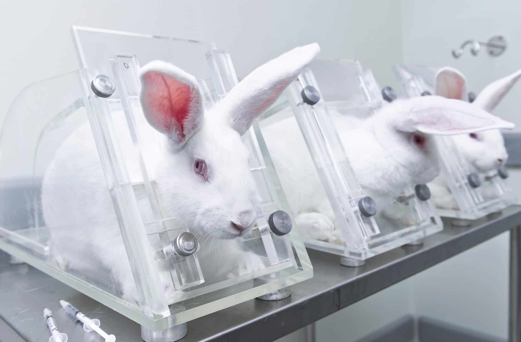 How Is Makeup Tested On Animals ? - My Glow Journey