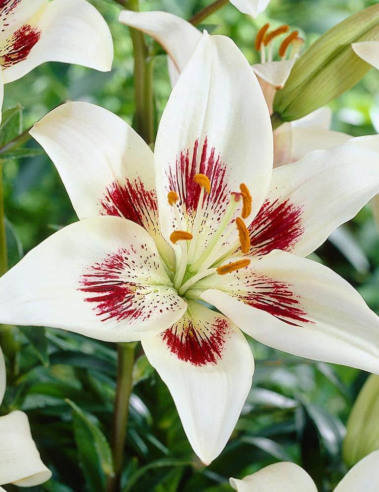 Is White Lilly Good For Skin Care ?
