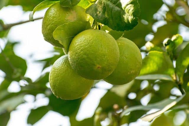 What Is Citric Acid In Skin Care ?  What Is Citric Acid In Skin Care ?