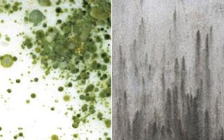 Can Mold Cause Hair Loss ? Can Mold Cause Hair Loss ?