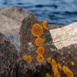 Does Sea Moss Help With Hair Growth ?