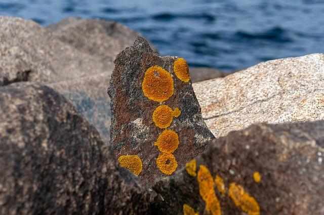 Does Sea Moss Help With Hair Growth ?