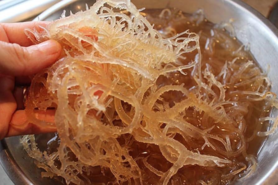 Does Sea Moss Help With Hair Growth ? Does Sea Moss Help With Hair Growth ? Does Sea Moss Help With Hair Growth ? Does Sea Moss Help With Hair Growth ?