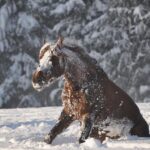 How To Use Fino Premium Touch Hair Mask ?
