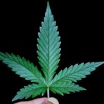 Can Weed Cause Hair Loss ?