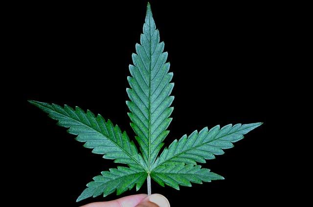 Can Weed Cause Hair Loss ?
