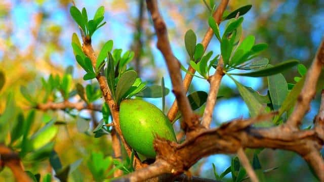 Is Argan Oil Good For Curly Hair ?