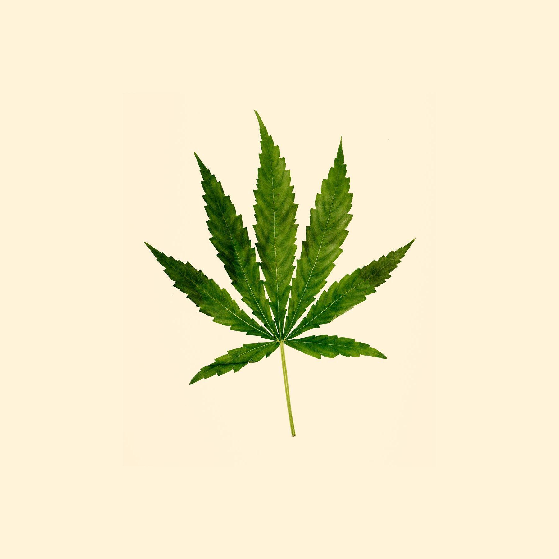 Can Weed Cause Hair Loss ? Can Weed Cause Hair Loss ? Can Weed Cause Hair Loss ? Can Weed Cause Hair Loss ?