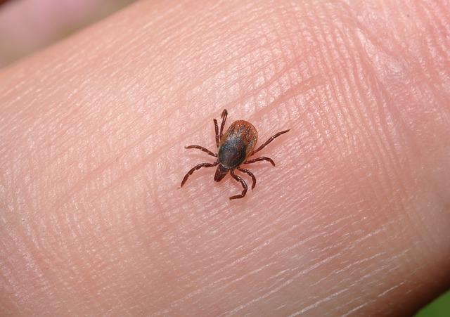Can Lice Cause Hair Loss ?