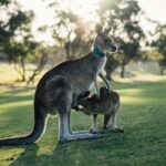 Does Aussie Shampoo Cause Hair Loss ?
