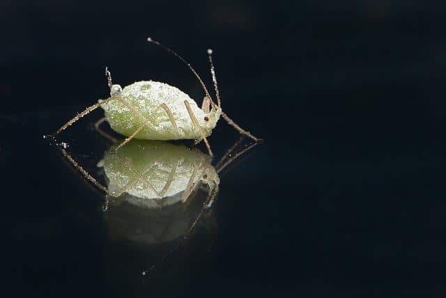 Do Head Lice Cause Hair Loss ? Do Head Lice Cause Hair Loss ?