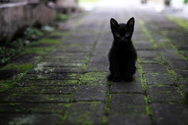 What Is The Darkest Black Hair Color ? What Is The Darkest Black Hair Color ?