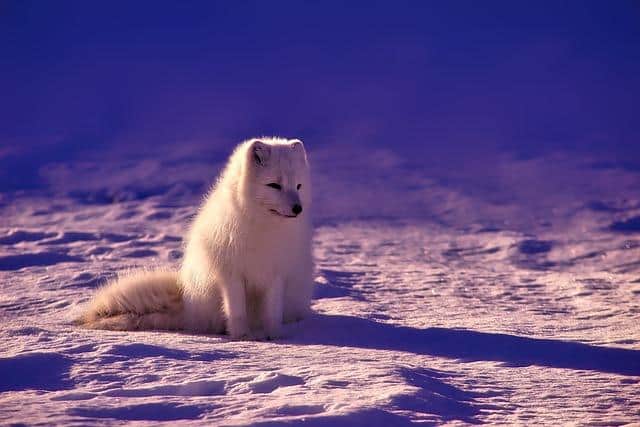 Does Arctic Fox Hair Dye Expire ? Does Arctic Fox Hair Dye Expire ?