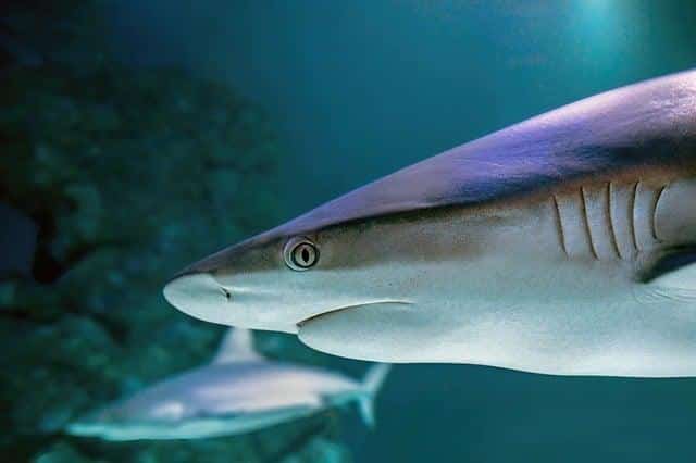 Can You Use Shark Flexstyle On Dry Hair ? Can You Use Shark Flexstyle On Dry Hair ?