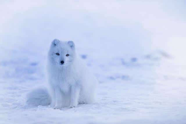 How Long Does Arctic Fox Hair Dye Last ?